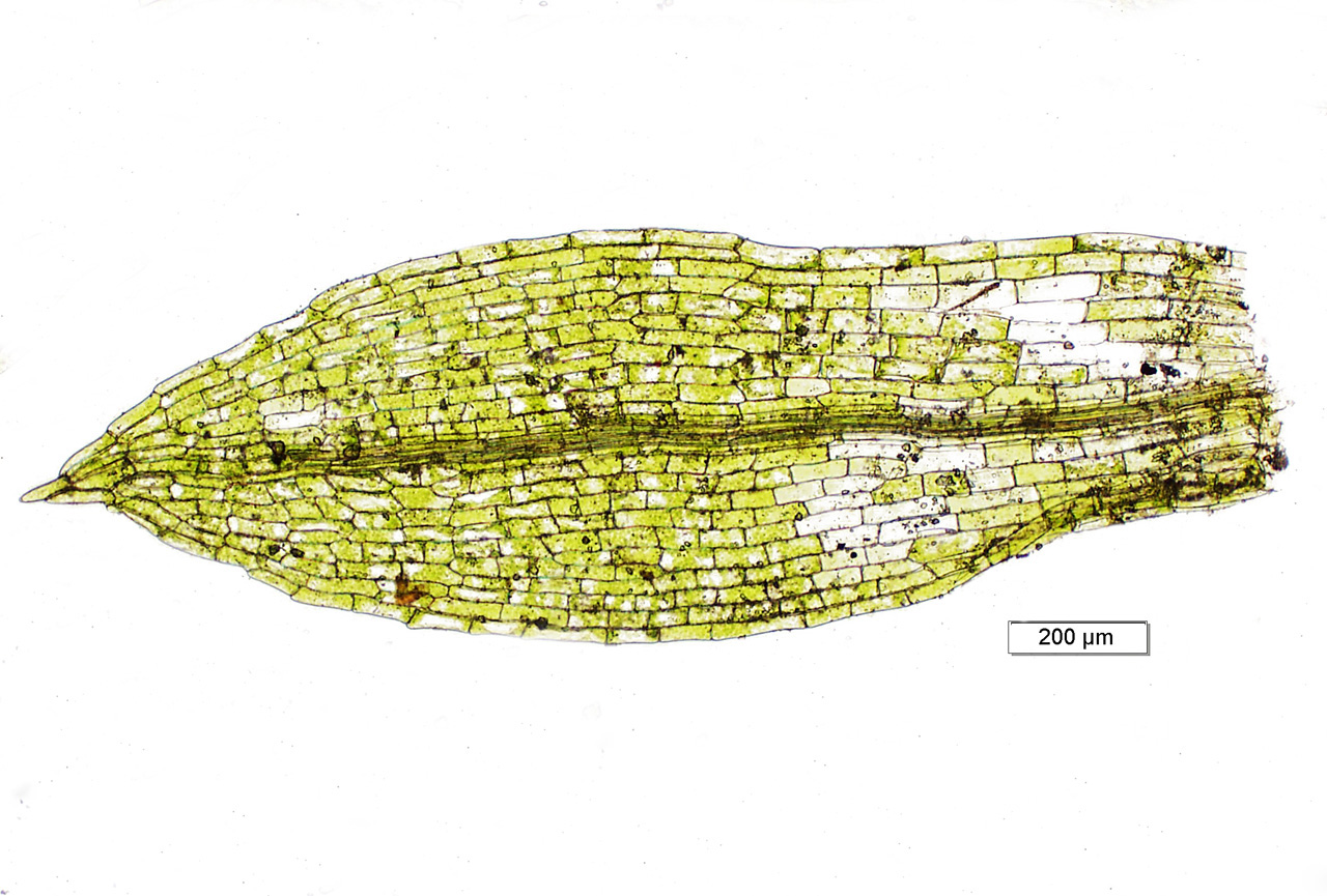 Funaria hygrometrica рисунок